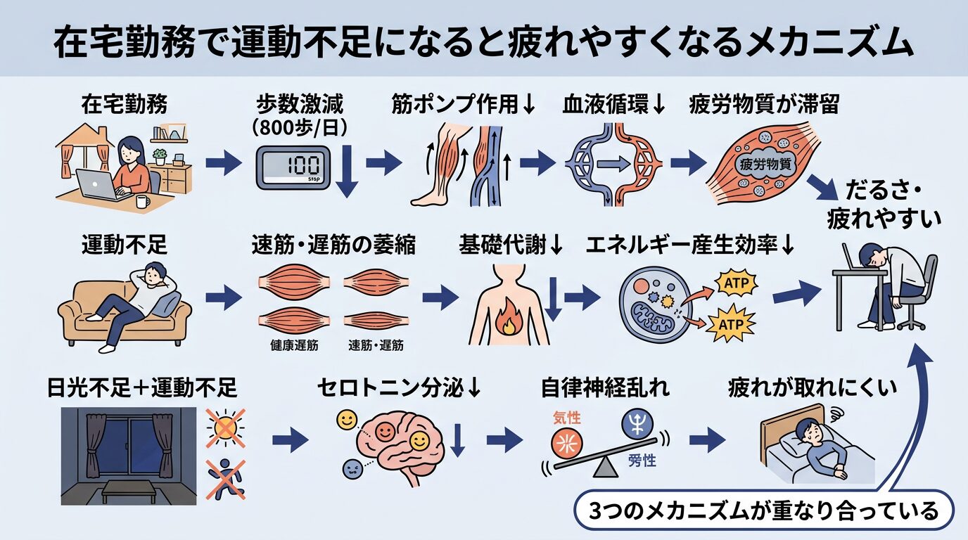 在宅勤務で運動不足になると疲れやすくなるメカニズムの図解