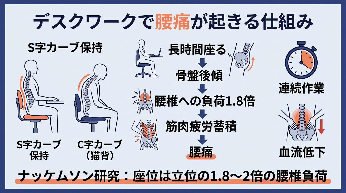 デスクワーク中の腰への負担と姿勢の仕組み