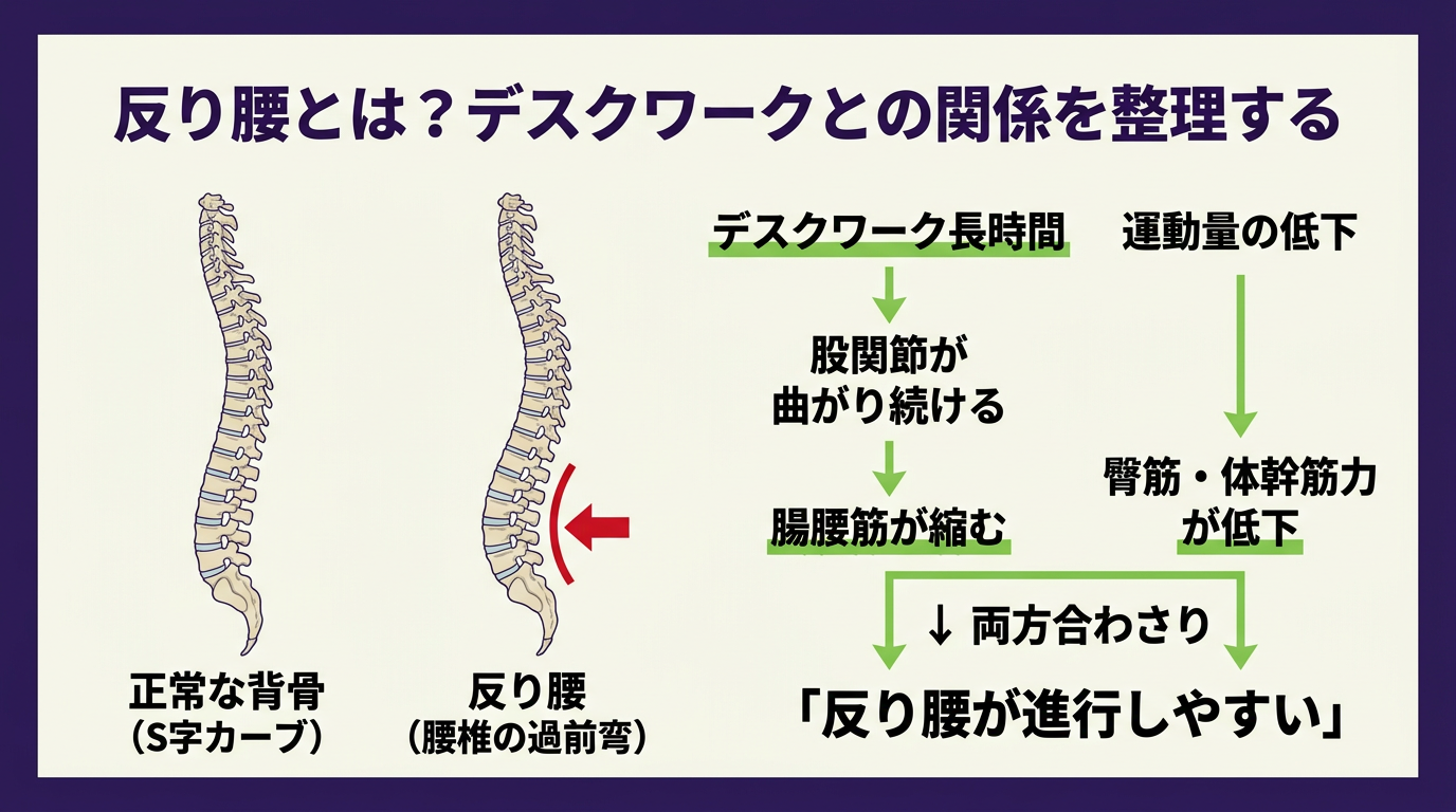 反り腰とは、腰椎の過剰な前弯とデスクワークの関係